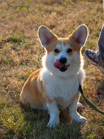 hunter_dog_school