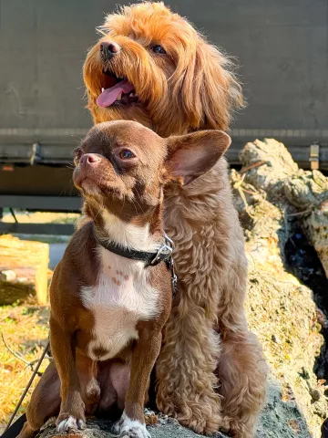 hunter_dog_school