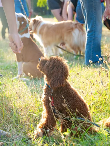 hunter_dog_school
