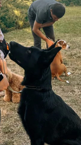hunter_dog_school