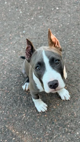 hunter_dog_school
