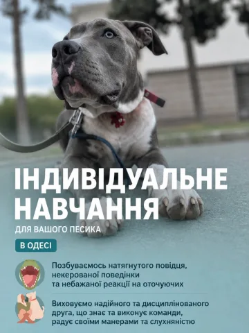 hunter_dog_school
