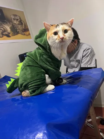 zoopatrul.clinic
