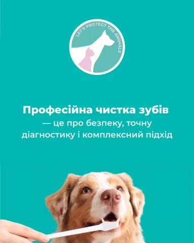 zoopatrul.clinic