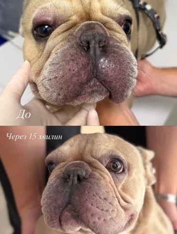 animalhospital.ua