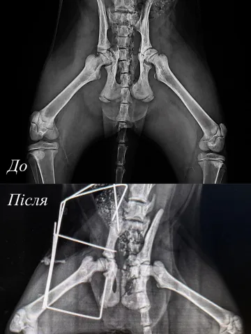 animalhospital.ua