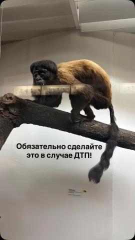 advocate_maryna
