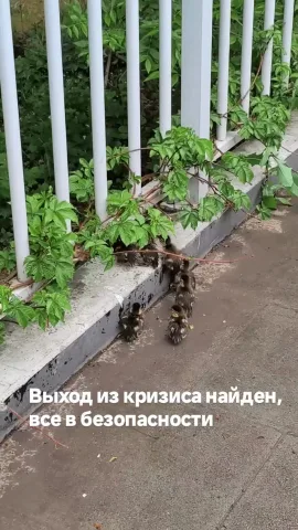 dzmitry_kukhtsin_psy